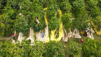 Tăng cường quản lý khâu thu hái, tiếp tục xây dựng thương hiệu “Cà phê Đăk Hà”