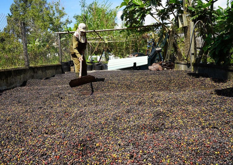 đa số hộ dân trên địa bàn huyện Đăk Hà thu hái cà phê chín trên 90%. Ảnh: V.T