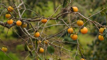 Bỏ túi cách phân biệt hồng giòn Đà Lạt và hồng giòn Trung Quốc để tránh mua nhầm