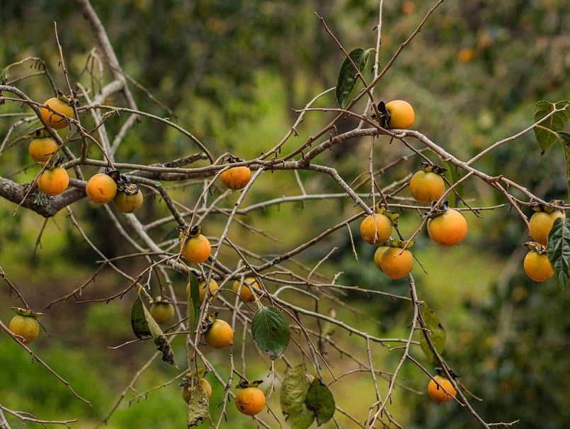 Mùa hồng ở Đà Lạt bắt đầu từ giữa tháng 9 và kéo dài đến cuối tháng 11 