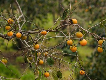 Bỏ túi cách phân biệt hồng giòn Đà Lạt và hồng giòn Trung Quốc để tránh mua nhầm