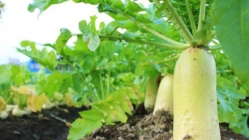 Lá củ cải giàu canxi, tại sao lại ít người ăn?