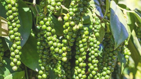 Giá nông sản hôm nay 4/11: Cà phê tiếp tục tăng, hồ tiêu không thay đổi