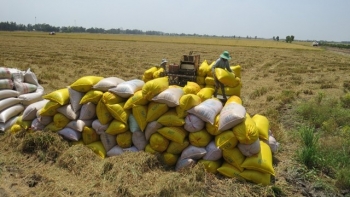 Nhiều doanh nghiệp thua lỗ khi giá gạo xuất khẩu Việt Nam lập đỉnh