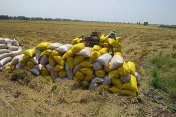 Nhiều doanh nghiệp thua lỗ khi giá gạo xuất khẩu Việt Nam lập đỉnh