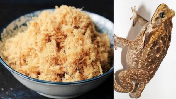 Sự thật đằng sau món thịt cóc được đồn là "thần dược" của trẻ em