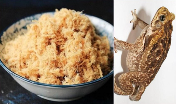 Sự thật đằng sau món thịt cóc được đồn là "thần dược" của trẻ em