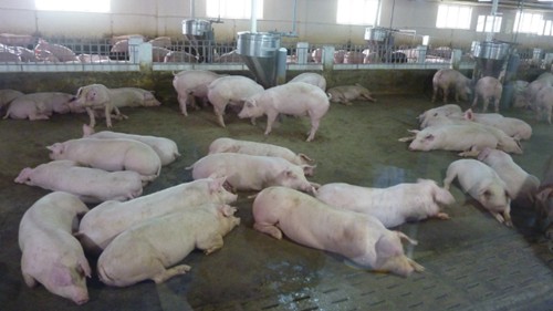 Giá heo hơi hôm nay 5/11: Tiếp tục tăng giảm không đồng nhất trong tuần sau?