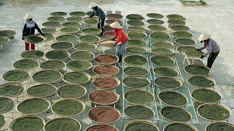 Giá tiêu trong nước được dự báo chạm mốc 90.000 đồng/kg vào đầu năm 2024