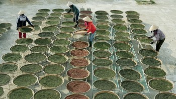 Giá tiêu trong nước được dự báo chạm mốc 90.000 đồng/kg vào đầu năm 2024