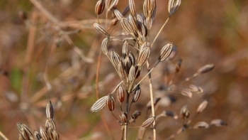 Loại gia vị nhỏ xíu nhưng chứa cả “kho” dinh dưỡng, người Việt rất ưa chuộng