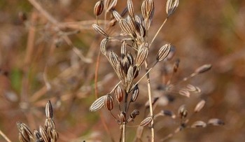 Loại gia vị nhỏ xíu nhưng chứa cả “kho” dinh dưỡng, người Việt rất ưa chuộng