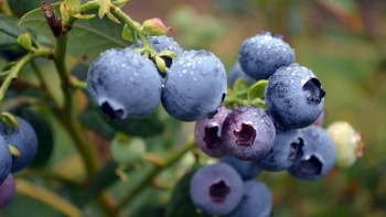 Chế độ ăn uống giúp đẩy lùi bệnh trĩ