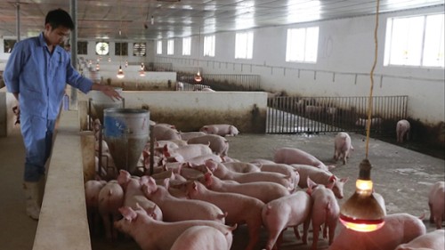 Giá heo hơi hôm nay 6/11: Ổn định trên diện rộng