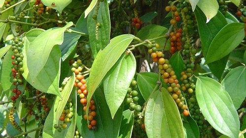 Giá nông sản hôm nay 7/11: Cà phê và hồ tiêu đồng loạt đi xuống