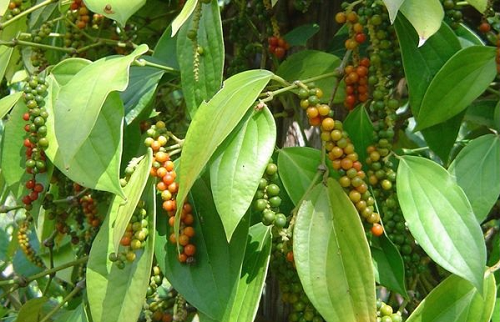 Giá nông sản hôm nay 7/11: Cà phê và hồ tiêu đồng loạt đi xuống