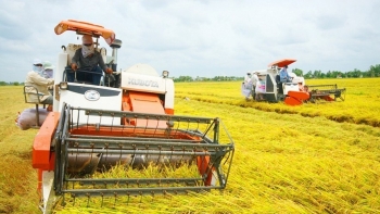 Giá lúa nội địa duy trì ở mức cao nhờ trợ lực xuất khẩu