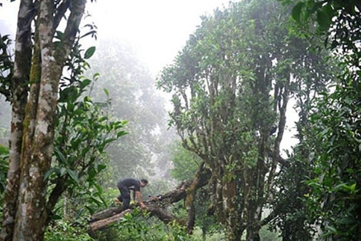 Chè cổ thụ Bạch Long, giá bán lên đến 680 triệu đồng/kg