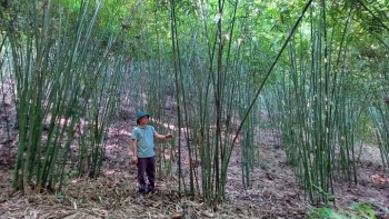 Thanh Hoá: Nhiều tín hiệu vui đến với người trồng tre luồng Lang Chánh