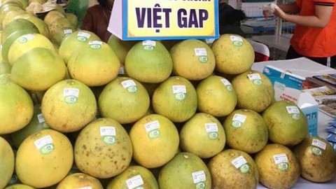 Nhiều hoạt động hấp dẫn tại Ngày hội khám phá Danh thắng quốc gia hồ Thác Bà và sản vật bưởi Đại Minh