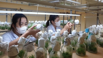 Nuôi cấy mô tế bào thực vật nhằm bảo tồn và phát triển các nguồn gen quý