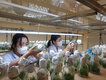 Nuôi cấy mô tế bào thực vật nhằm bảo tồn và phát triển các nguồn gen quý