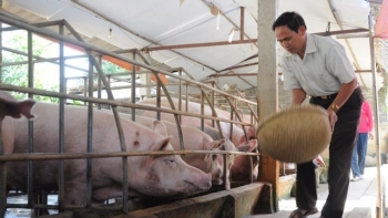 Ngành chăn nuôi tỉnh Hải Dương đạt nhiều kết quả tích cực