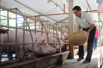 Ngành chăn nuôi tỉnh Hải Dương đạt nhiều kết quả tích cực