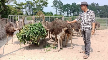 Rời biển về quê nuôi đà điểu, bất ngờ có doanh thu tiền tỷ mỗi năm