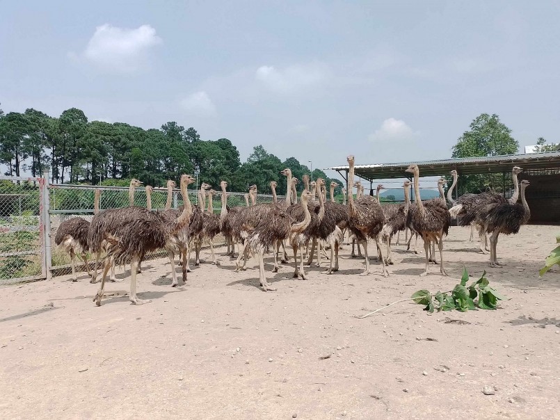 đà điểu có sức đề kháng tốt, ít bệnh tật nên cũng dễ chăm