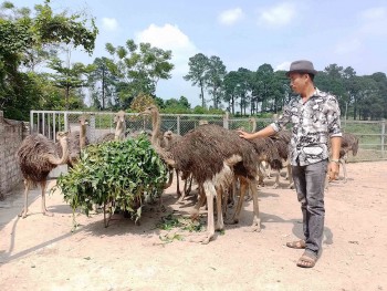 Rời biển về quê nuôi đà điểu, bất ngờ có doanh thu tiền tỷ mỗi năm