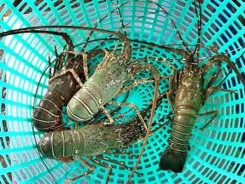 Bộ NN&PTNT: Chưa nhận được thông báo tạm dừng nhập khẩu tôm hùm bông từ Trung Quốc