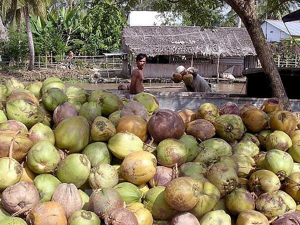 Thu mua dừa khô. Ảnh TTXVN Thu mua dừa khô. Ảnh TTXVN