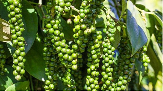 Tín hiệu vui từ xuất khẩu tiêu tháng 10/2023 tăng mạnh