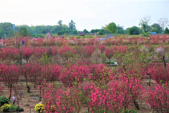 Vườn đào Nhật Tân sẽ nằm trong khu du lịch cấp thành phố