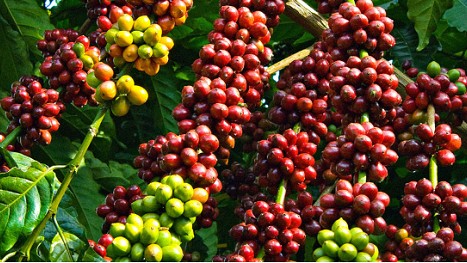 Giá nông sản hôm nay 9/11: Cà phê đảo chiều tăng, hồ tiêu chưa có điều chỉnh mới