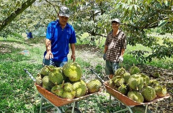 Giá sầu riêng tăng cao, nhà vườn thu nhập khủng