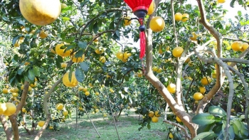 Bắc Giang tiêu thụ hơn 5 nghìn tấn cam, bưởi nhờ tăng cường xúc tiến thương mại