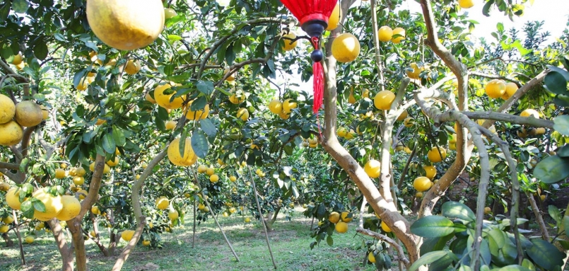 Bắc Giang tăng cường xúc tiến thương mại, tiêu thụ hơn 5 nghìn tấn cam, bưởi