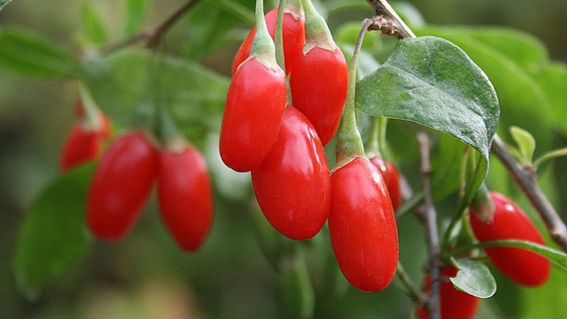 Câu kỷ tử là quả của cây kỷ tử, có tên khoa học là Lycium barbarum L