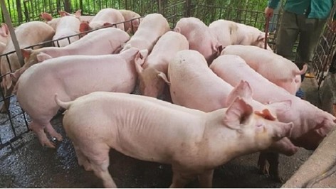 Giá heo hơi hôm nay 10/11: Giảm 1.000 đồng/kg tại nhiều địa phương