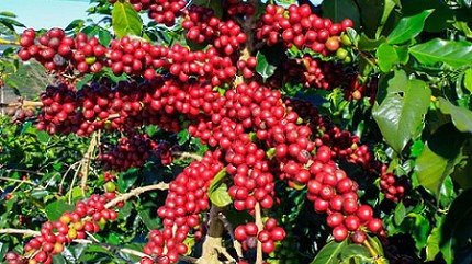 Giá nông sản hôm nay 10/11: Cà phê tiếp tục tăng, hồ tiêu tăng ở một vài nơi