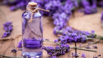 Loài hoa “quý tộc” đến từ nước Pháp, giá chỉ từ 39.000 đồng/bó, có nhiều tác dụng bất ngờ