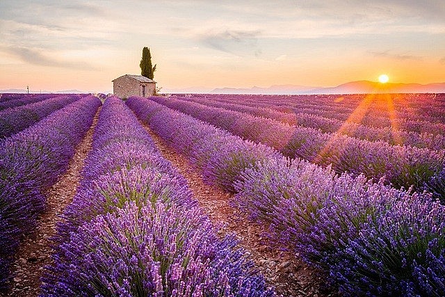 Hoa oải hương được mô tả như linh hồn của vùng Provence, nước Pháp