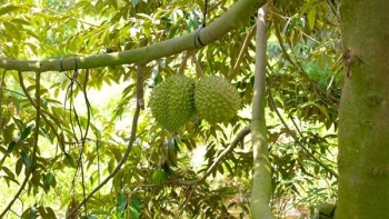 Sầu riêng sốt giá, Bến Tre khuyến cáo không thu hoạch sầu riêng non