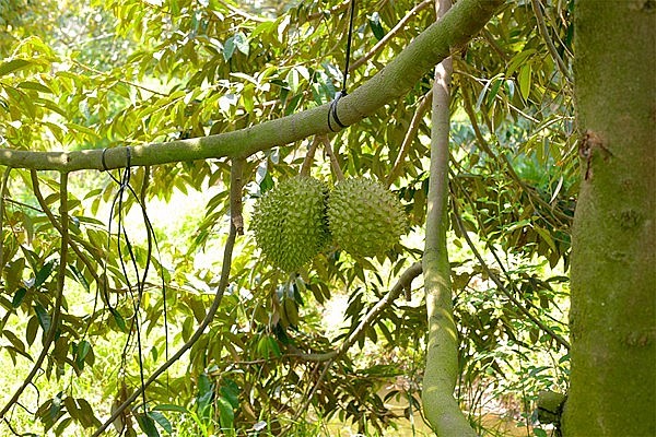 Sầu riêng sốt giá, Bến Tre khuyến cáo không thu hoạch sầu riêng non