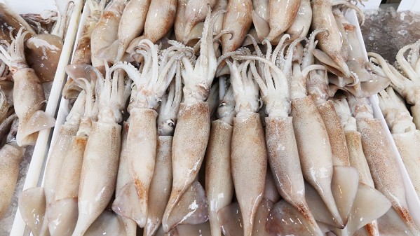 Xuất khẩu mực, bạch tuộc sang Hàn Quốc và Trung Quốc tăng trưởng dương