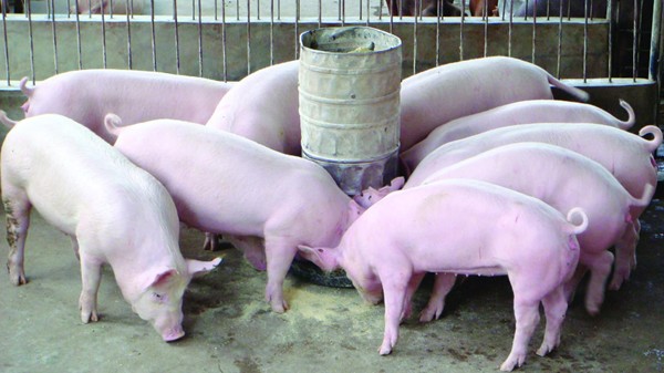 Giá heo hơi hôm nay 11/11: Giảm rải rác 1.000 đồng/kg ở một vài nơi