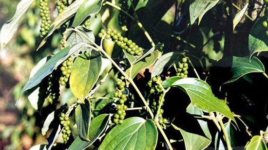 Giá nông sản hôm nay 11/11: Cà phê quay đầu giảm nhẹ, hồ tiêu tăng nhẹ tại tỉnh Bà Rịa - Vũng Tàu