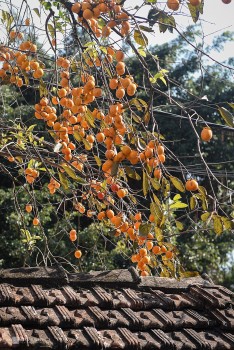 Cây hồng ngoài là trái cây quen thuộc còn là vị thuốc quý cho sức khỏe